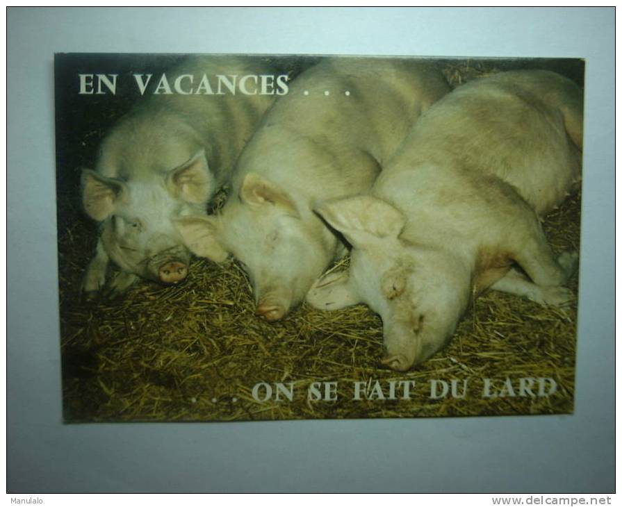 Carte Postale - Cochon - "en Vacances ....on Se Fait Du Lard - Pigs