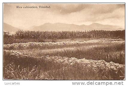 RICE CULTIVATION . TRINIDAD. - Trinidad