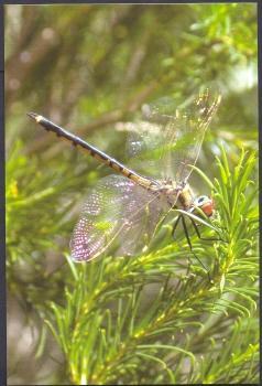 Dragonfly On Branch - Insectos