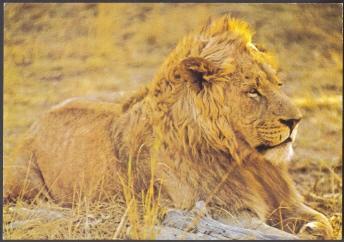 Big Cat - Lion - Lions