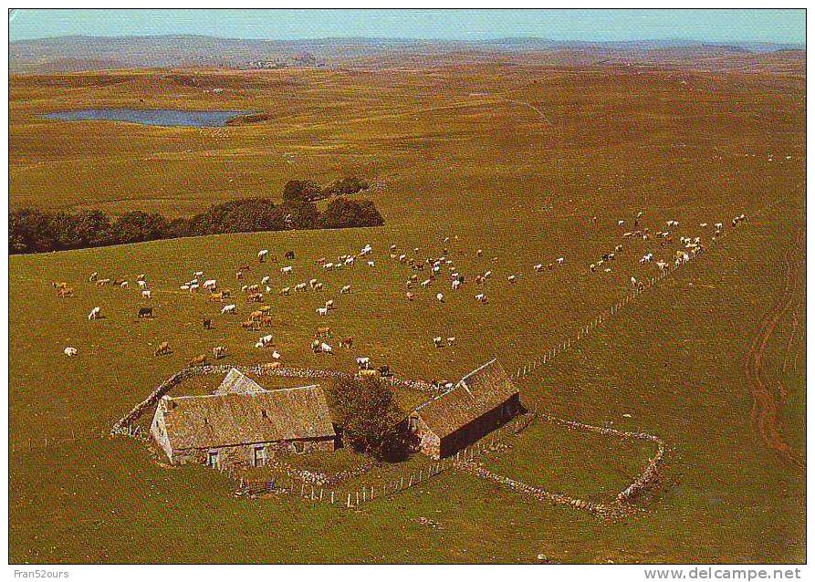 Vaches Vue Aérienne Plateaux De L'Aubrac - Allevamenti