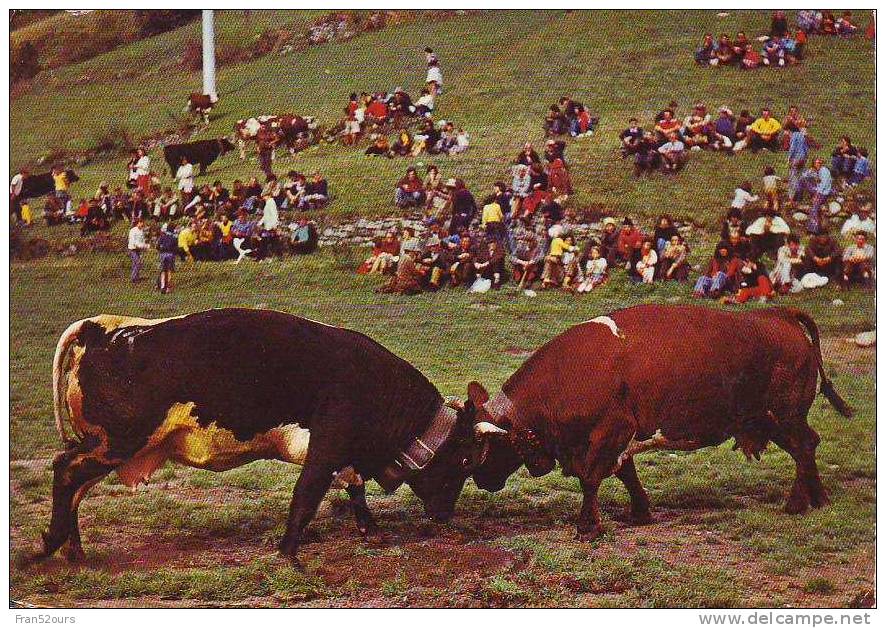 Vaches Traditions Suisse La Bataille Des Reines Val D'Aoste - Viehzucht