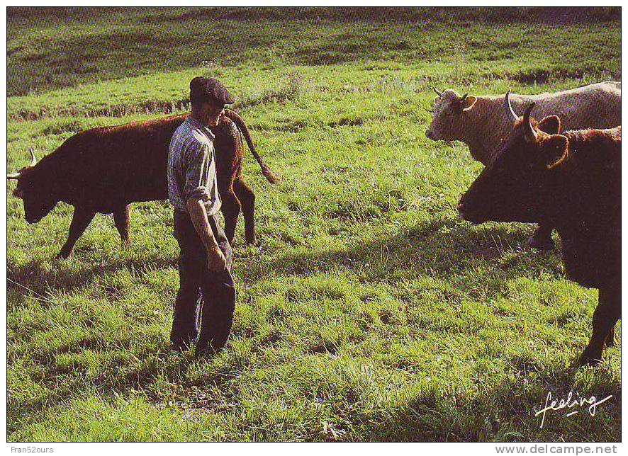 Vaches Troupeau - Viehzucht