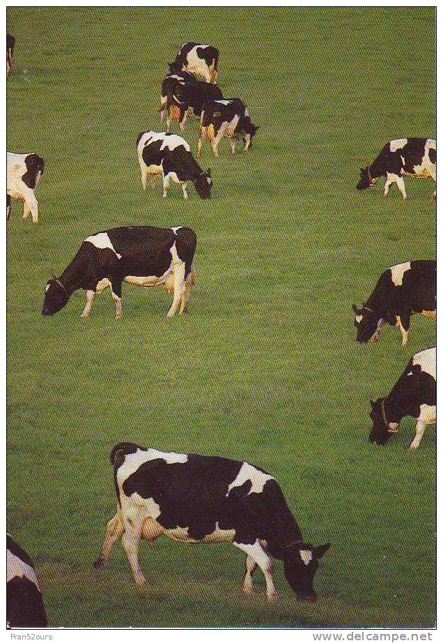 Vaches Pie-noire - Elevage