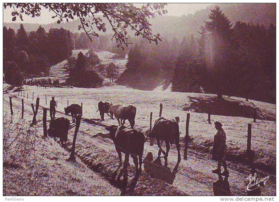 Vaches Troupeau Dans Les Vosges - Elevage