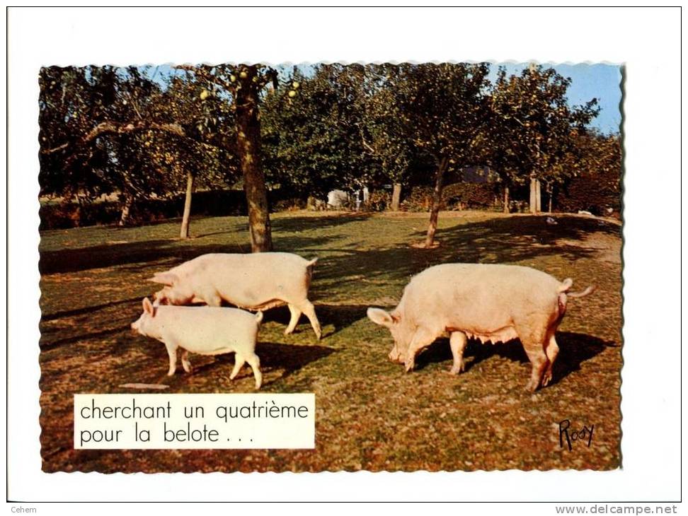 EN VACANCES COCHONS CHERCHANT UN QUATRIEME POUR LA BELOTE - Cochons