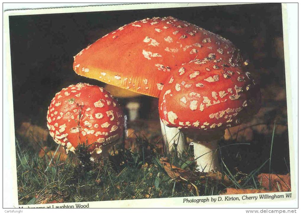 AMANITA MUSCARIA LAUGHTON WOOD  BY KIRTON -FUNGHI   CHAMPIGNONS – MUSHROOMS  PILZE – SETAS   PADDESTOEL - Champignons