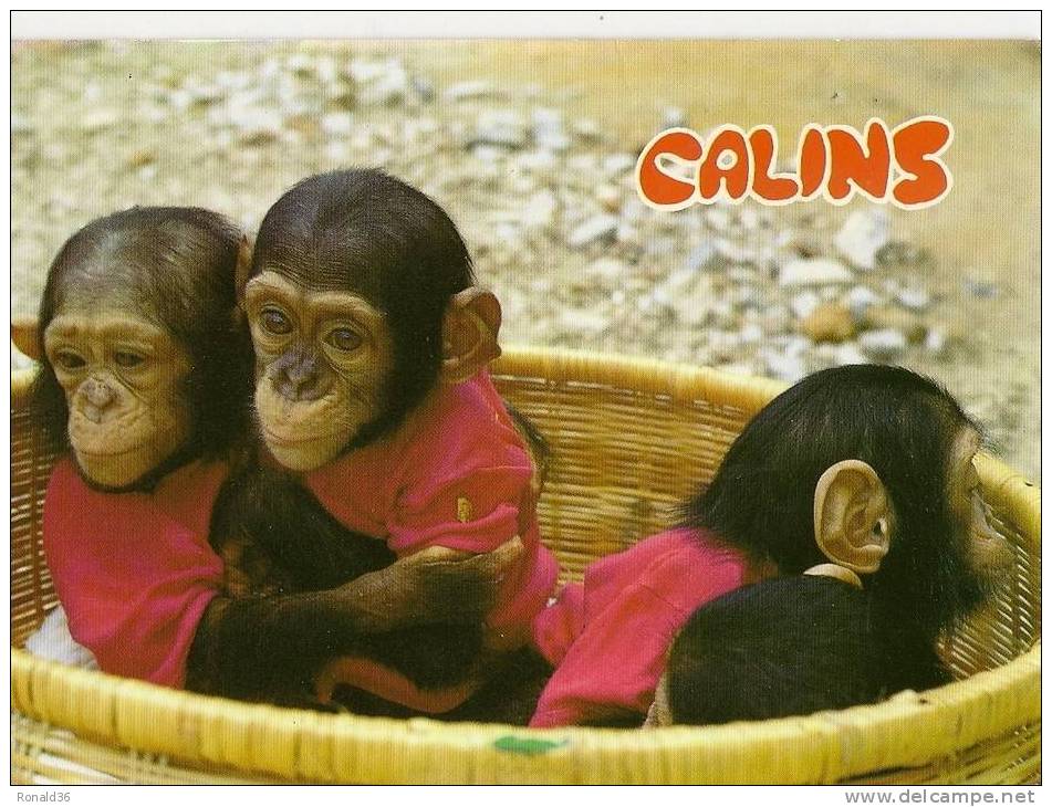 Cp ZOO Pannier Zoologique  :  Chimpansé ( Singes)  CALINS - Scimmie