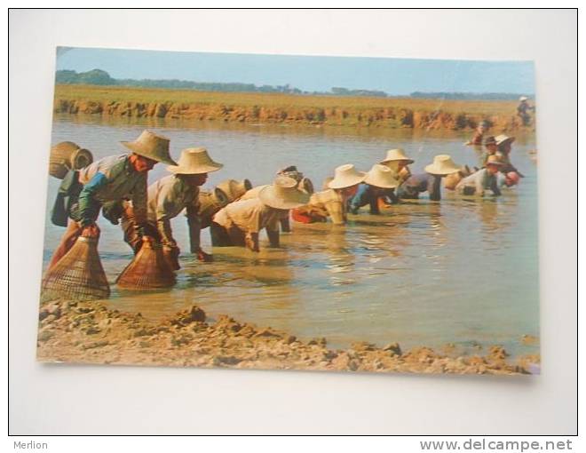 Thailand - Thai Farmers Catch Fish From The Flooded Farm  -   VF-  D48262 - Farms