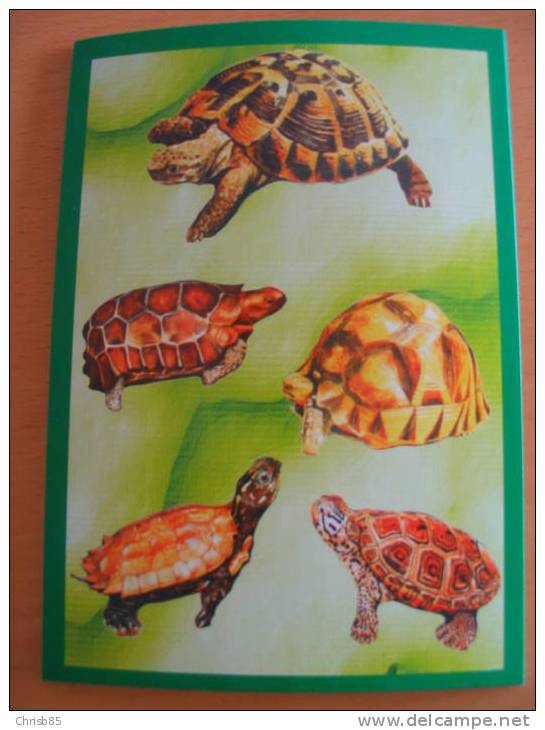 LOT CARTE POSTALE NEUVE THEME TORTUES - Tortugas