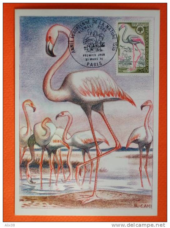 FRANCE 1970 - N°1634 Sur Carte Maxima.  Superbe - Flamingos