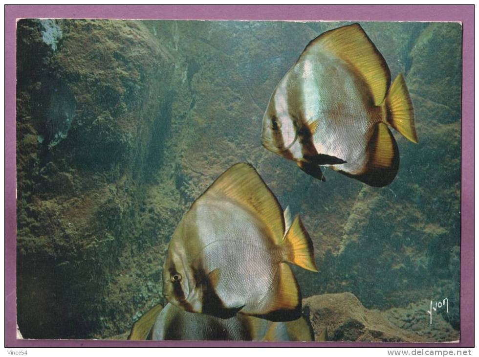 Platax Teira - PLATAX - Musée Océanographique De Monaco. 2 Scans - Fische Und Schaltiere