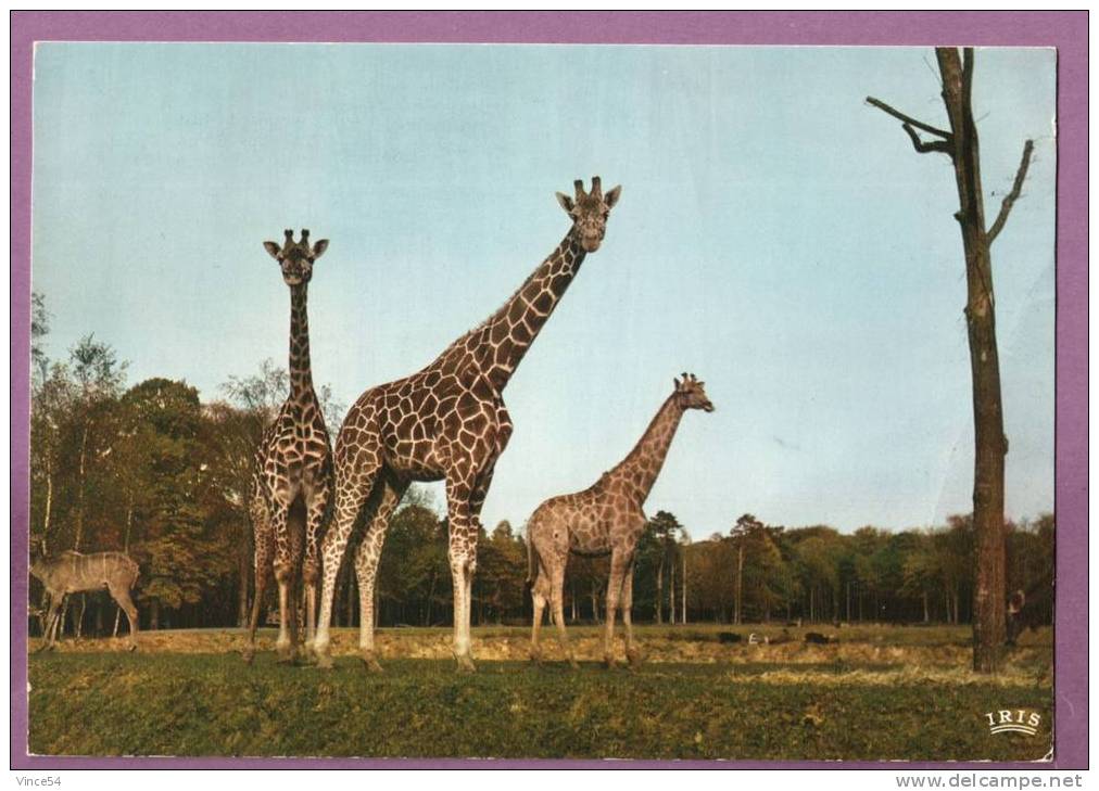 THOIRY-EN-YVELINES - Réserve Africaine. Girafes. Circulé 1972. 2 Scans - Thoiry