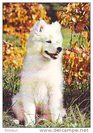 Samoyed - Samoyede - Dog - Chien - Cane - Hund - Hond - Perro - Chiens