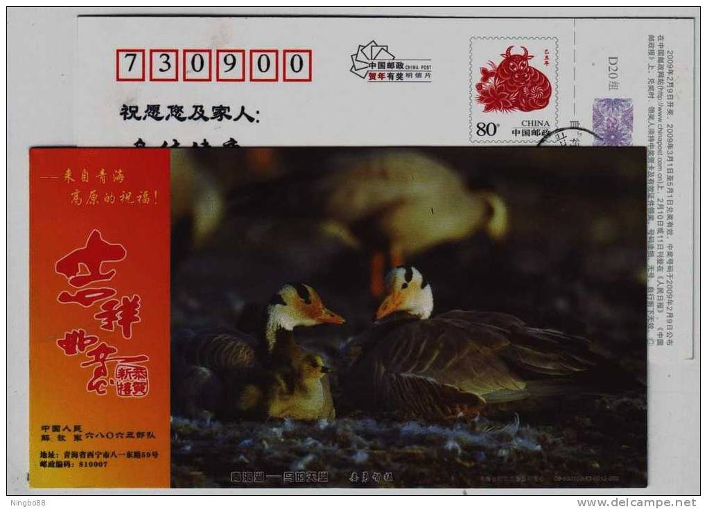 Anser Indicus,bar-headed Goose,China 2009 Bird Kingdom Qinghai Salt-water Lake New Year Greeting Pre-stamped Card - Ganzen