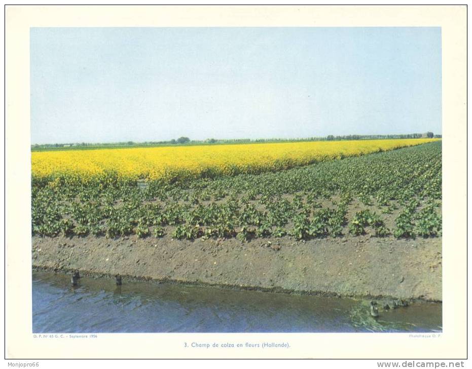 Gravure De L Europe – Champ De Colza En Fleurs (Hollande) - Non Classés