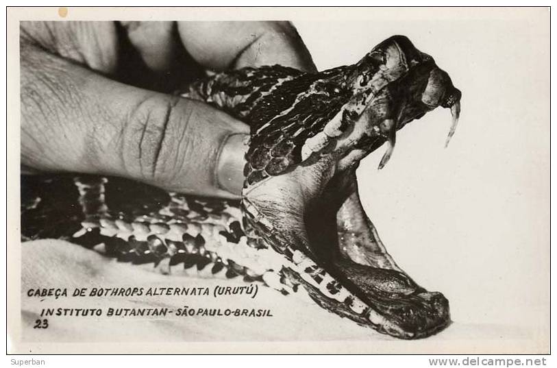 SAO PAULO : INSTITUTO BUTANTAN - CABEÇA DE BOTHROPS ALTERNATA ( URUTU ) -> TÊTE DE SERPENT - CARTE ´VRAIE PHOTO´ (b-938) - São Paulo