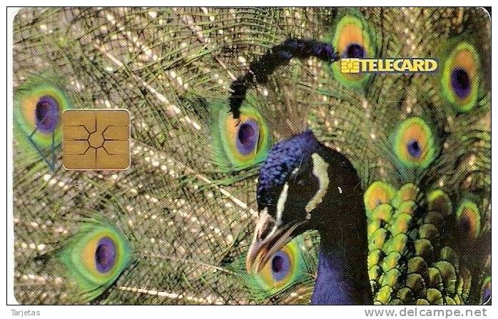 39-98 TARJETA DE LA REP. CHECA DE UN PAVO REAL (BIRD-PAJARO) - Czech Republic