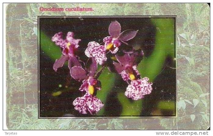 41-99 TARJETA DE LA REP. CHECA DE UNAS ORQUIDEAS (FLOWER) - Czech Republic