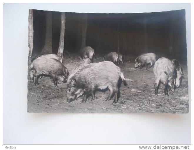 Wilde Boar    VF  -D48926 - Pigs