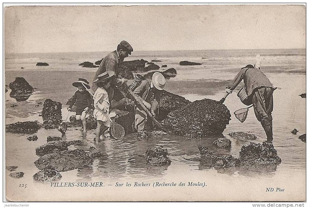 C . P . A   (  VILLERS  -  SUR - MER   " Sur Les Rochers - Recherche De Moules   " Belle Prise De  Vue -carte Animée   ) - Villers Sur Mer