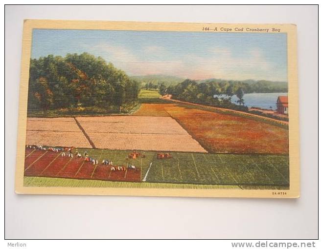 Cape Cod - Cranberry Bog - Mass - Field Workers    Cca 1930´s     VF  -D49010 - Cape Cod