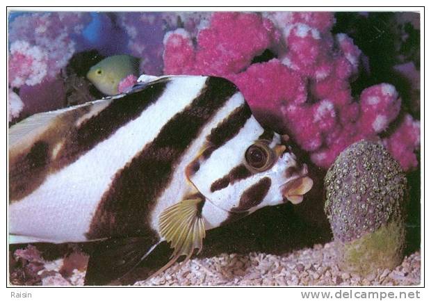 Nouvelle Calédonie Aquarium De Nouméa Zèbre Bossu "Goniistius Gibbosus" CPSM Glacée  TBE - Nouvelle Calédonie