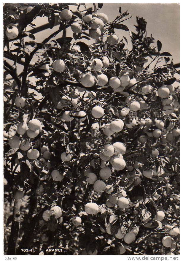 Fruit  Sur Les Arbres  Orange  CPSM  Grd Format  Photo  Brunner&C  Como - Árboles