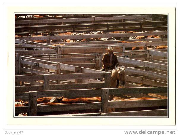 {31956} USA Texas , Amarillo , Une Des Mulyiples Exploitations Spécialisées Dans L´élevage Intensif Du Bétail - Amarillo