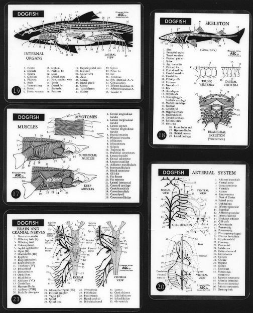 Anatomy Cards: Dogfish. Anatomiekaarten: Hondshaai. - Zonder Classificatie