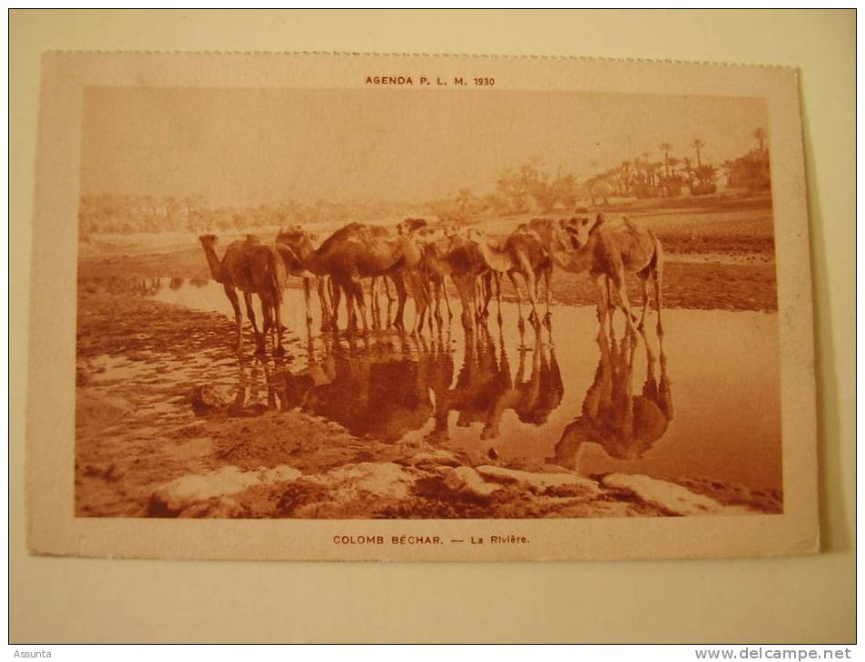 Colomb Béchar  - Chameaux Ou Dromadaires à La Rivière - Animée -  Agenda PLM 1930 - Algérie - Bechar (Colomb Béchar)