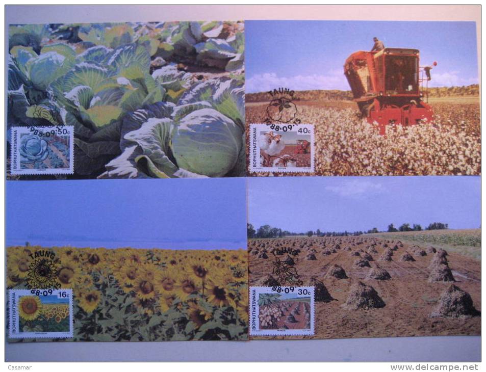 AFRICA SUR Afrique Sud South BOPHUTHATSWANA Flora Crops Cotton Peanuts Cabbages Sunflowers 4 MAXIMA Maximum Card Carte - Autres & Non Classés