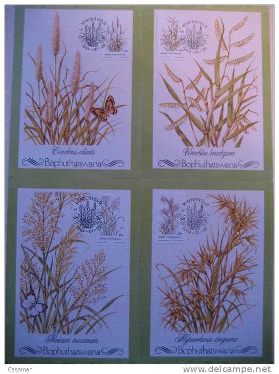 AFRICA SUR Afrique Sud South BOPHUTHATSWANA Flora Flore Hierbas Grass Herbes 4 MAXIMA Maximum Card Carte - Autres & Non Classés