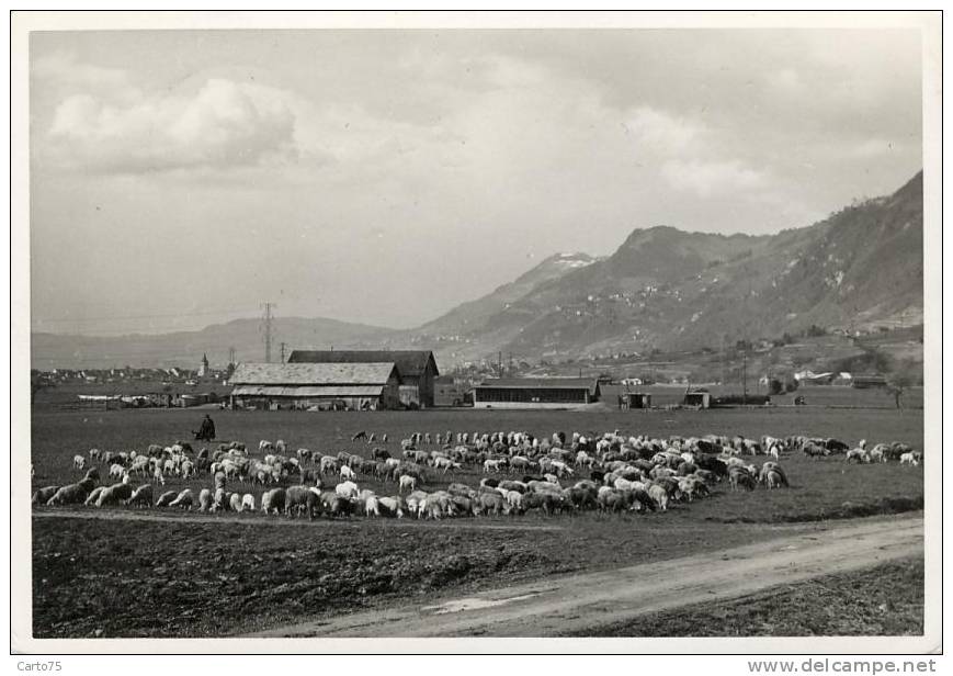 Suisse - Montagny La Ville - Agriculture Ferme Elevage - Montagny