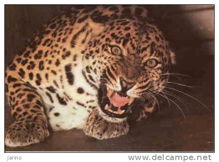 Leopard-Panthera, Neuf - Lions