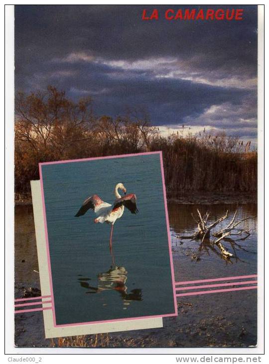 FLAMANT ROSE EN CAMARGUE . Voir Recto Verso  (C020) - Autres & Non Classés