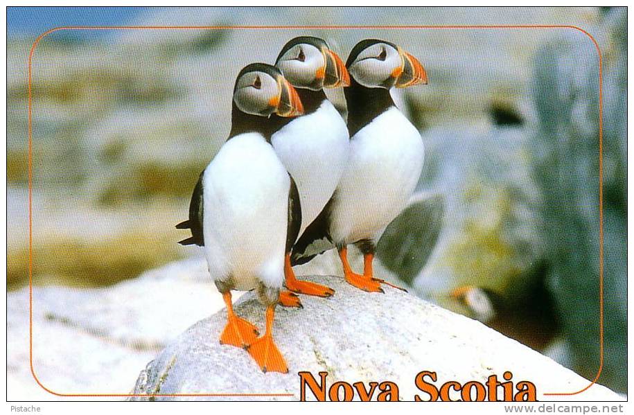 Macareux Puffins Oiseaux Birds - Nova Scotia Nouvelle-Écosse - Neuve Mint - Autres & Non Classés