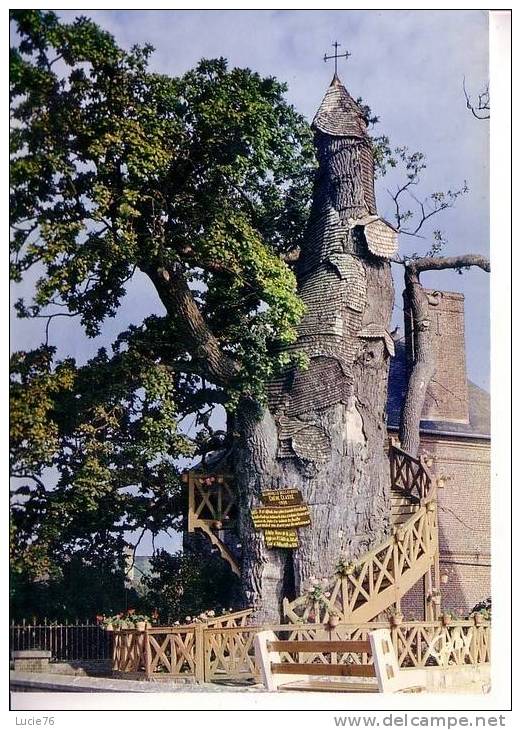 ALLOUVILLE BELLEFOSSE -  Le Chêne  âgé De 1200 Ans Renfermant Deux Chapelles Superposées Et Mesurant 15 M. De  Circonfér - Allouville-Bellefosse