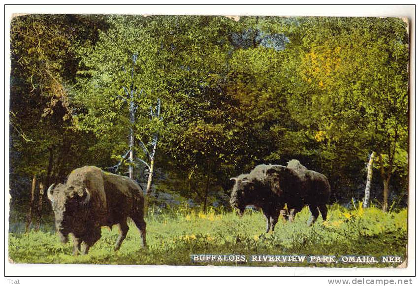 C9600 - Buffaloes, Riverview Park , OMAHA - Other & Unclassified