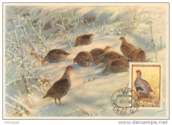 1958 Russie Carte Maximum  Oiseaux   Perdrix - Grey Partridge