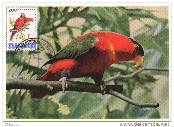 1962  Belgique  Carte Maximum  Oiseaux   Lori Rouge - Papagayos