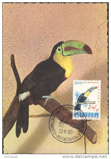 1962  Belgique  Carte Maximum  Oiseaux   Toucan - Perroquets & Tropicaux