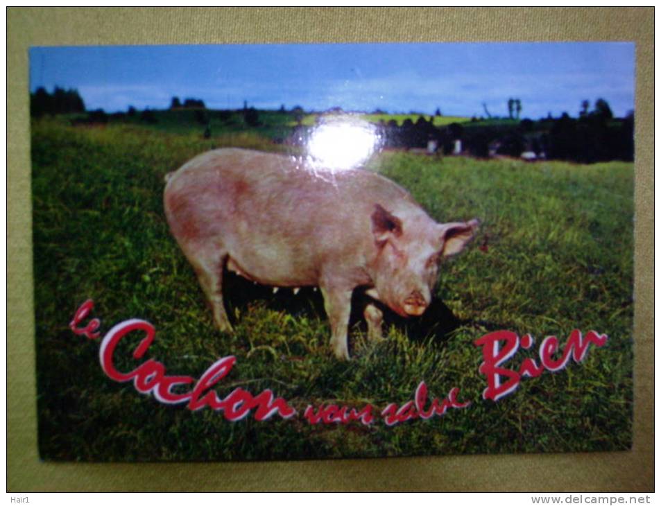 VDS CARTE POSTALE LE COCHON VOUS SALUE BIEN - Cerdos