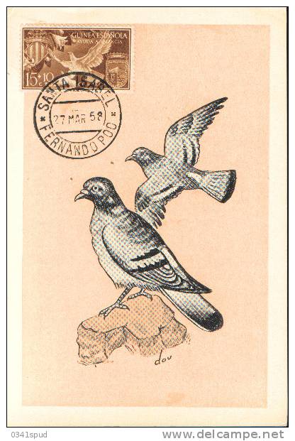 1958 Guinée Fernando Poo Santa Isabel Carte Maximum Oiseaux Birds Uccelli  Pigeon  Colombo Dove - Palomas, Tórtolas