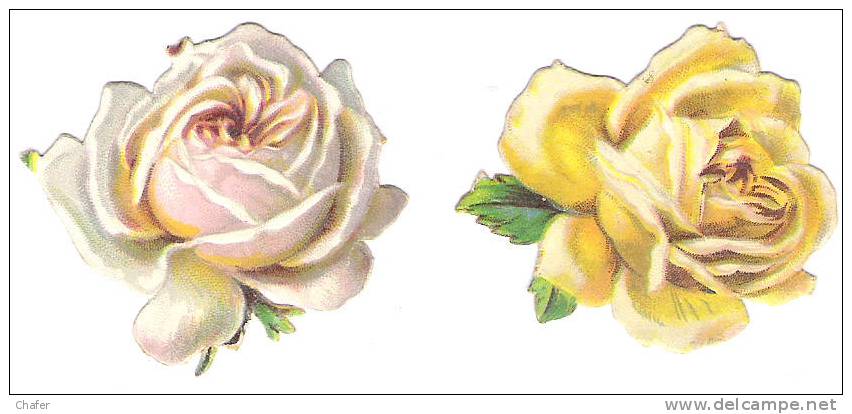 Découpis   - Fleurs - Rose Blanche & Rose Jaune - Fleurs