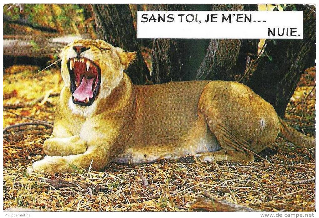 Lion : "Sans Toi Je M'en...nuie" - Lions