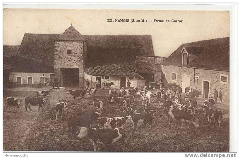 77 ))) NANGIS ) FERME DU CORROY ) (troupeau De Boeufs) Mignon éditeur - Nangis