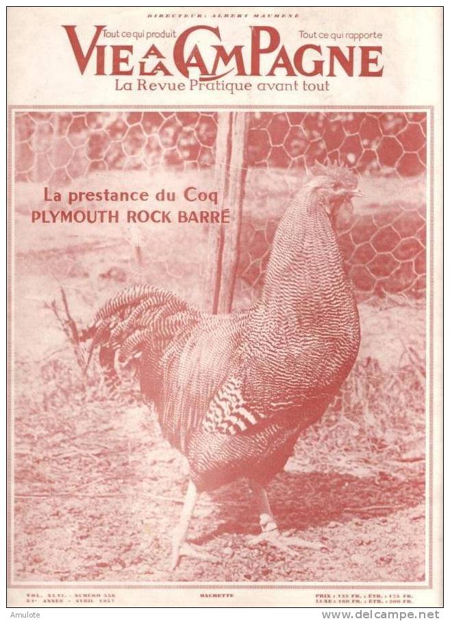 La Vie à La Campagne-  Coq Plymouth Rock Barré- HACHETTE- 1957 - Jardinage