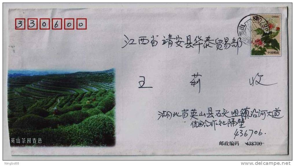 Spring Scenery In Yingshan Green Tea Garden,China 2002 Yinshan Tea Industry Advertising Postal Stationery Envelope - Autres & Non Classés