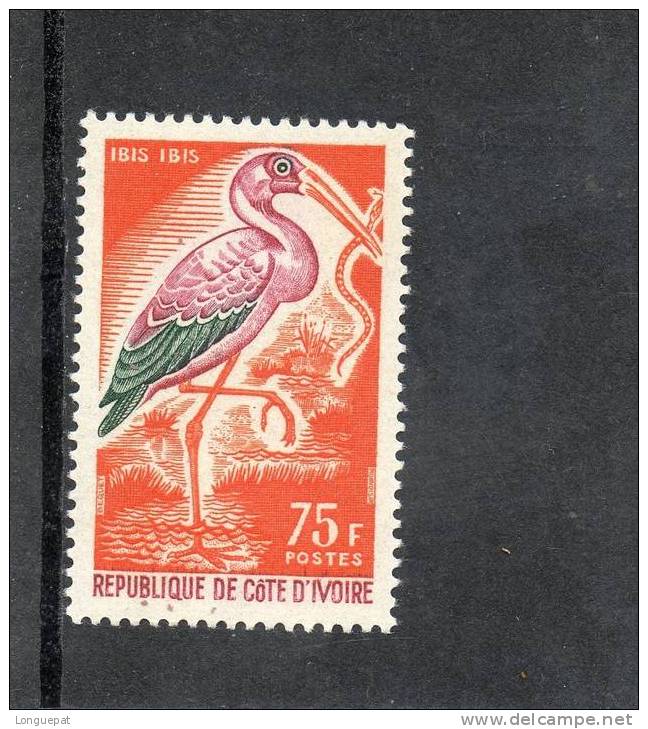 CÔTE D´IVOIRE : IBIS (Ibis Ibis)  - Echassier -oiseau - Cigognes & échassiers